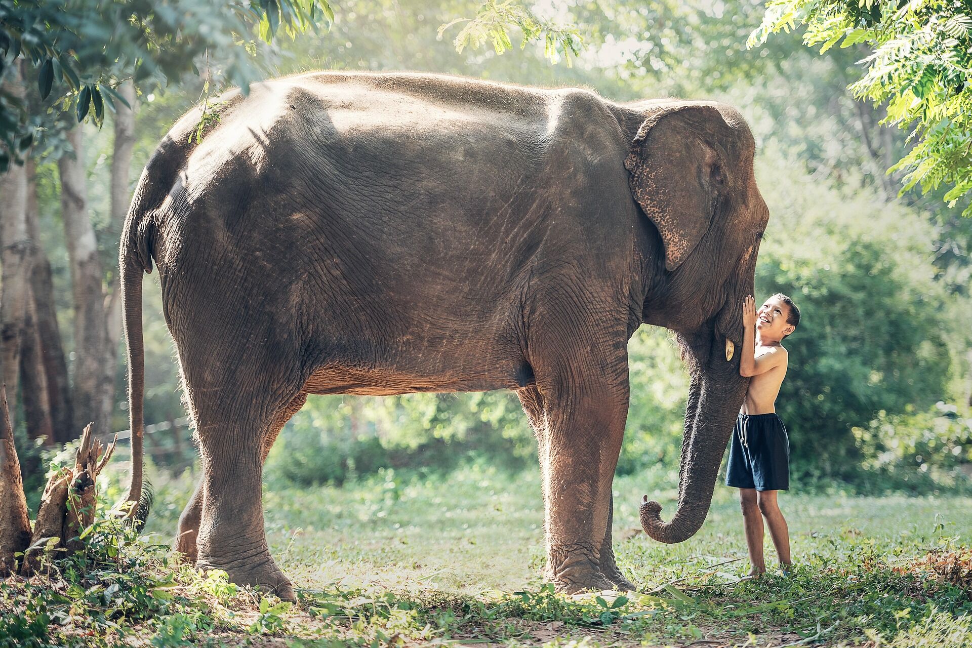 Chiang Mai Elephant Sanctuary , Thailand